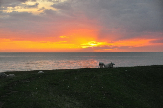 20120803_212237_DSC_8813