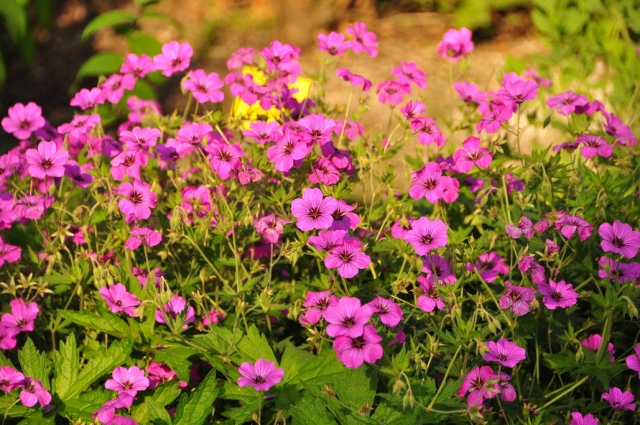 20090629_165603_DSC_0884