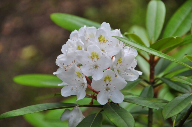 20090629_171734_DSC_0901