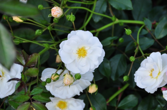 20090629_172713_DSC_0917