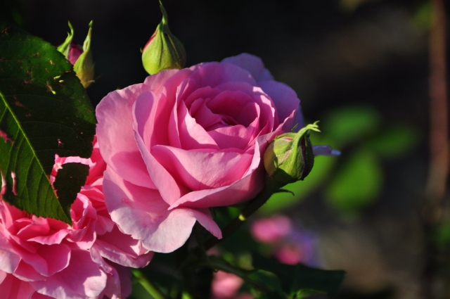 20090629_172806_DSC_0920