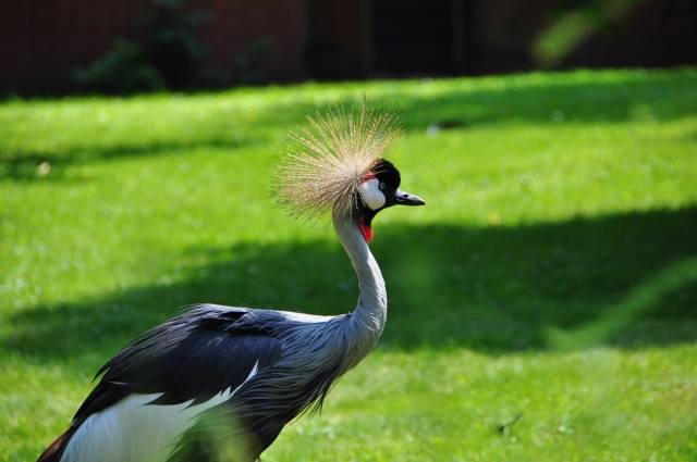 20090701_132320_DSC_1078